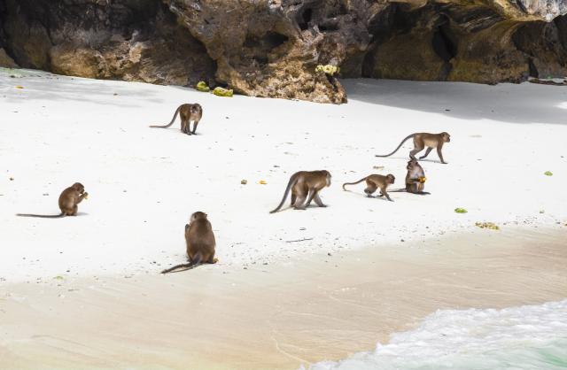 Tajlandska plaža na kojoj turiste dočekuju majmuni